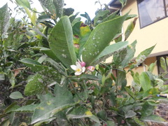 Citrus × aurantiifolia