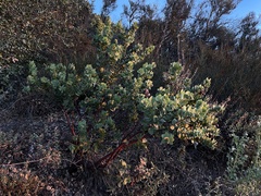 Arctostaphylos refugioensis
