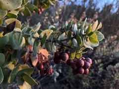Arctostaphylos refugioensis