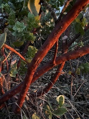 Arctostaphylos refugioensis