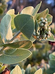 Arctostaphylos refugioensis