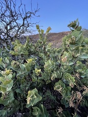 Arctostaphylos refugioensis
