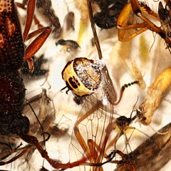 Commius elegans