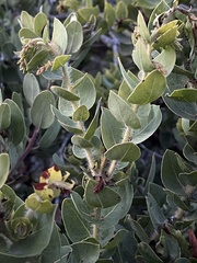 Arctostaphylos refugioensis
