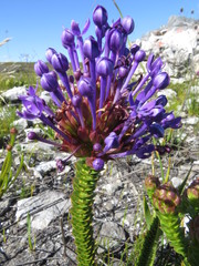 Rhigiophyllum squarrosum