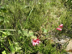 Tritonia disticha