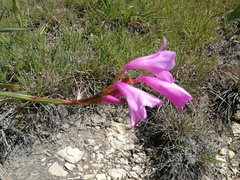 Watsonia amatolae