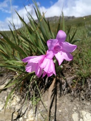Watsonia amatolae