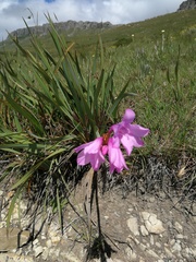 Watsonia amatolae