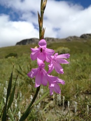 Watsonia amatolae