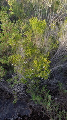 Leptospermum epacridoideum