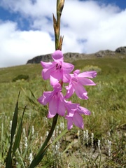 Watsonia amatolae