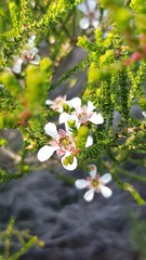 Leptospermum epacridoideum