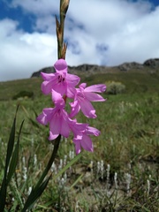 Watsonia amatolae