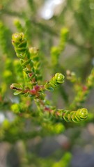 Leptospermum epacridoideum