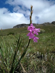Watsonia amatolae