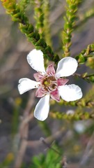 Leptospermum epacridoideum