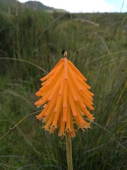 Kniphofia triangularis
