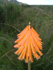 Kniphofia triangularis