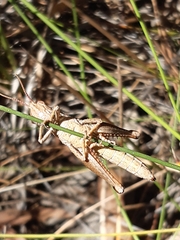 Phaulacridium vittatum