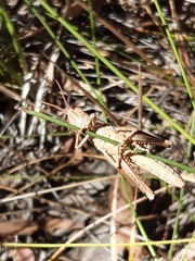 Phaulacridium vittatum