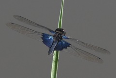 Rhyothemis triangularis