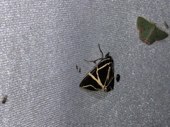 Agamana sarmentosa