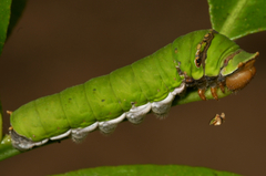 Lepidoptera