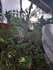 Portulaca umbraticola