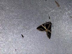 Agamana sarmentosa