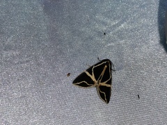 Agamana sarmentosa