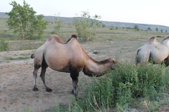 Camelus bactrianus