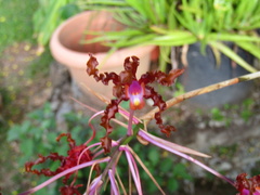 Laelia splendida