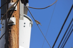 Passer domesticus