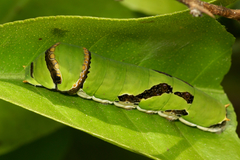 Lepidoptera