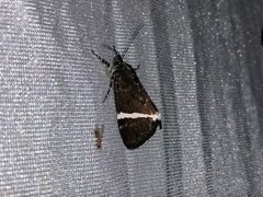 Coenotoca subaspersa