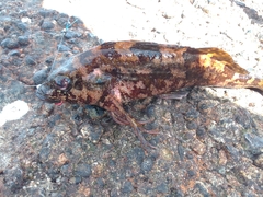 Chironemus marmoratus