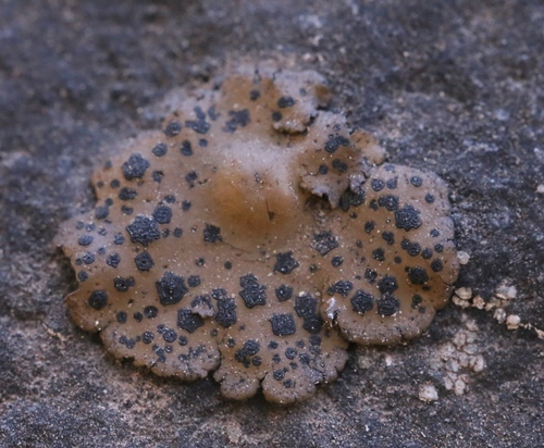 iNaturalist observation photo of Emery Rocktripe Lichen