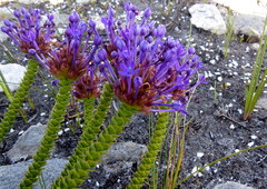 Rhigiophyllum squarrosum