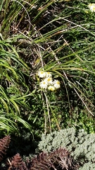 Dolichoglottis scorzoneroides