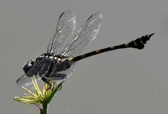 Ictinogomphus decoratus