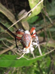 Eriophora nephiloides