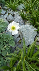Ranunculus buchananii