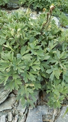 Ranunculus buchananii