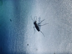 Myriochila semicincta