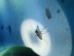 Myriochila semicincta