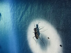 Myriochila semicincta