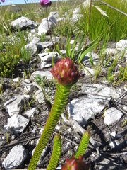 Rhigiophyllum squarrosum