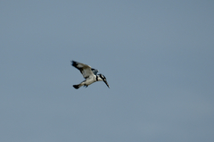 Ceryle rudis rudis