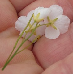 Heliophila macowaniana